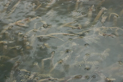 Vallisneria spiralis